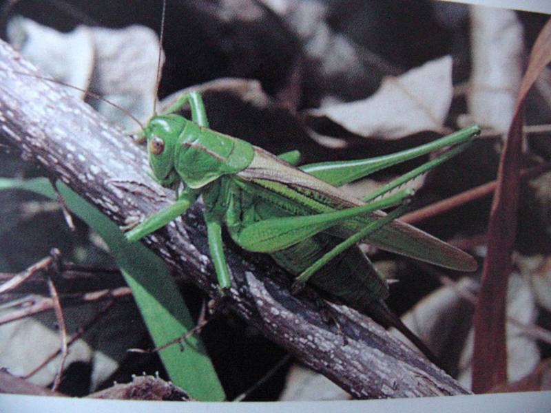 여치 Gampsocleis sedakovi obscura (Grasshopper); DISPLAY FULL IMAGE.