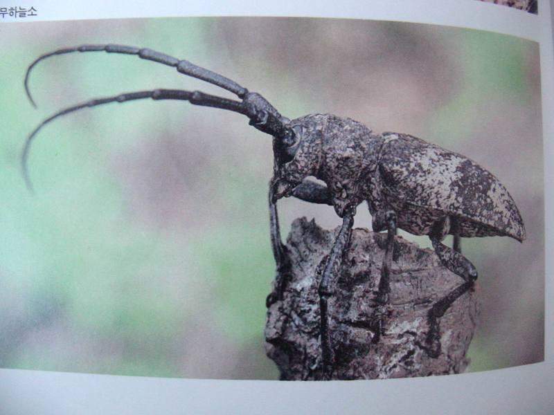 우리목하늘소 Lamiomimus gottschei (Gottsche's Long-horned Beetle); DISPLAY FULL IMAGE.