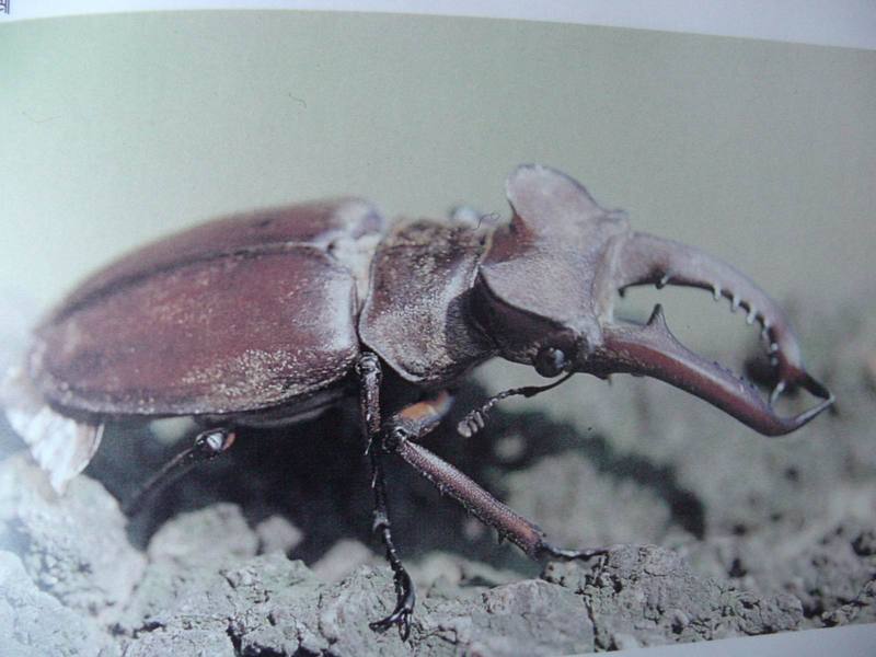 사슴벌레 Lucanus maculifemoratus (Korean Stag Beetle); DISPLAY FULL IMAGE.