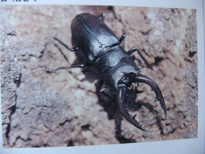 톱사슴벌레 Prosopocoilus inclinatus (Saw Stag Beetle); DISPLAY FULL IMAGE.