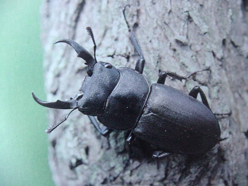 애사슴벌레 Macrodorcas rectus (Stag Beetle); DISPLAY FULL IMAGE.