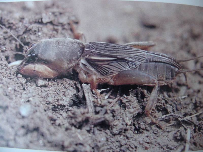 땅강아지 Gryllotalpa orientalis (Oriental Mole Cricket); DISPLAY FULL IMAGE.