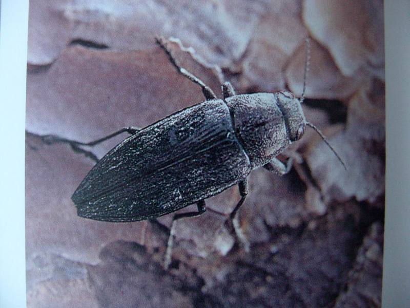 비단벌레 Chrysochroa fulgidissima (Jewel Beetle); DISPLAY FULL IMAGE.