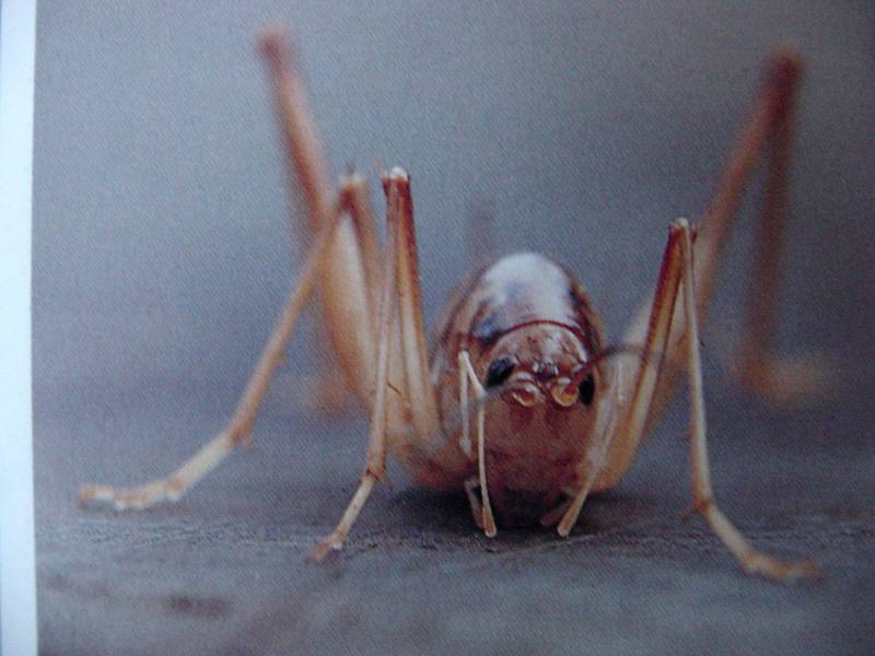 꼽등이 Diestrammena apicalis (Cave Grasshopper); DISPLAY FULL IMAGE.