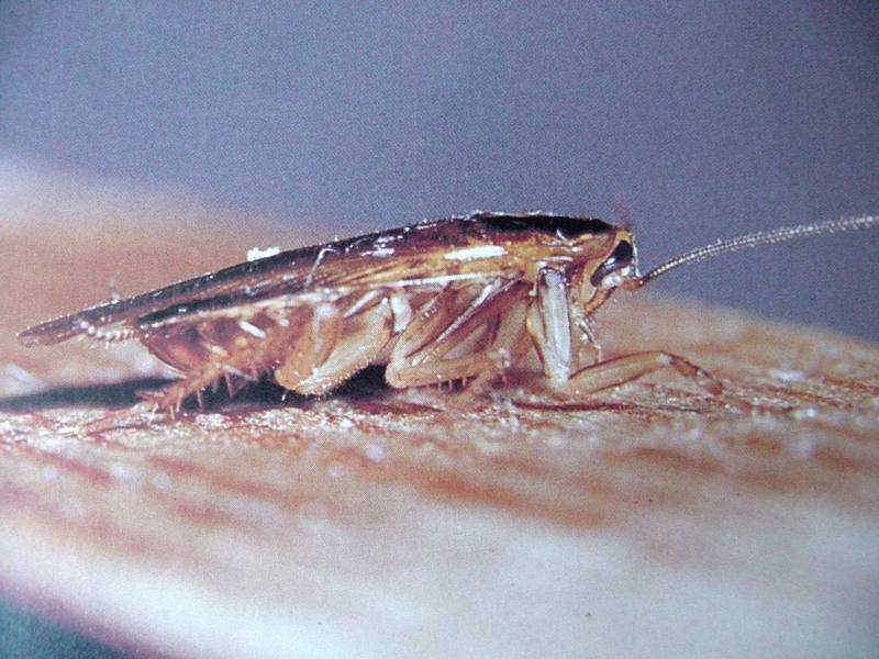 바퀴벌레(독일바퀴) Blattella germanica (German Cockroach); DISPLAY FULL IMAGE.