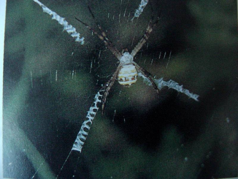 꼬마호랑거미 Argiope minuta (Orb-web Spider); DISPLAY FULL IMAGE.