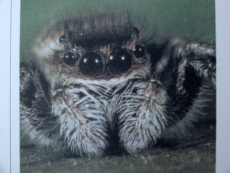 털보깡충거미 Carrhotus xanthogramma (Hairy Jumping Spider); DISPLAY FULL IMAGE.
