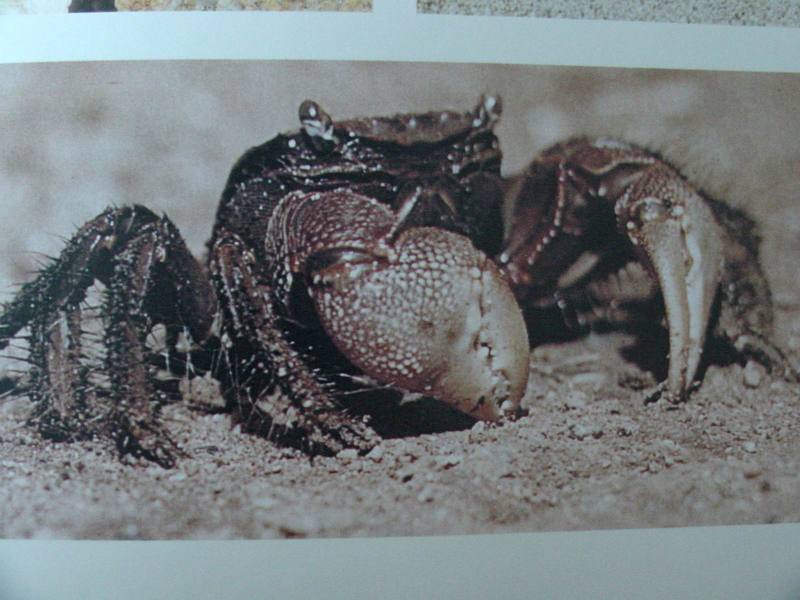 참게 Eriocheir sinensis (Chinese Mitten Crab); DISPLAY FULL IMAGE.