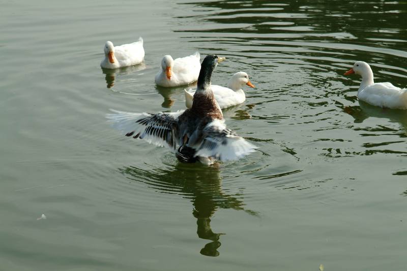 집오리떼와 청둥오리의 홰 (Domestic ducks & Mallard Duck); DISPLAY FULL IMAGE.
