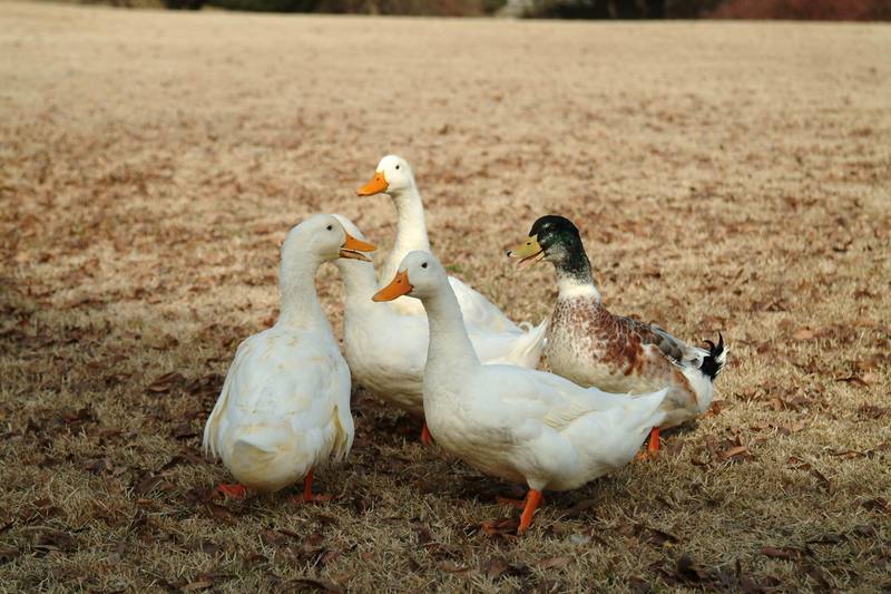 집오리떼와 청둥오리 (Domestic ducks & Mallard Duck); DISPLAY FULL IMAGE.