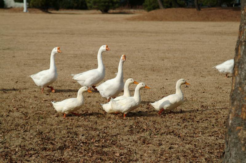 집오리떼와 거위 떼 (Domestic ducks & Swan Geese); DISPLAY FULL IMAGE.