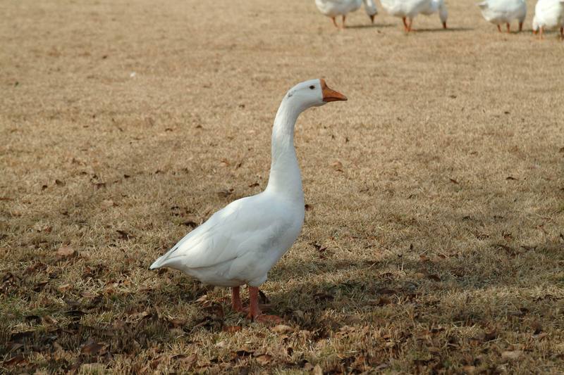 거위 대장, 중국거위 Anser cygnoides (Swan Goose); DISPLAY FULL IMAGE.