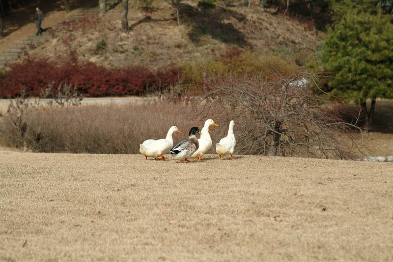 집오리떼 (Domestic ducks); DISPLAY FULL IMAGE.