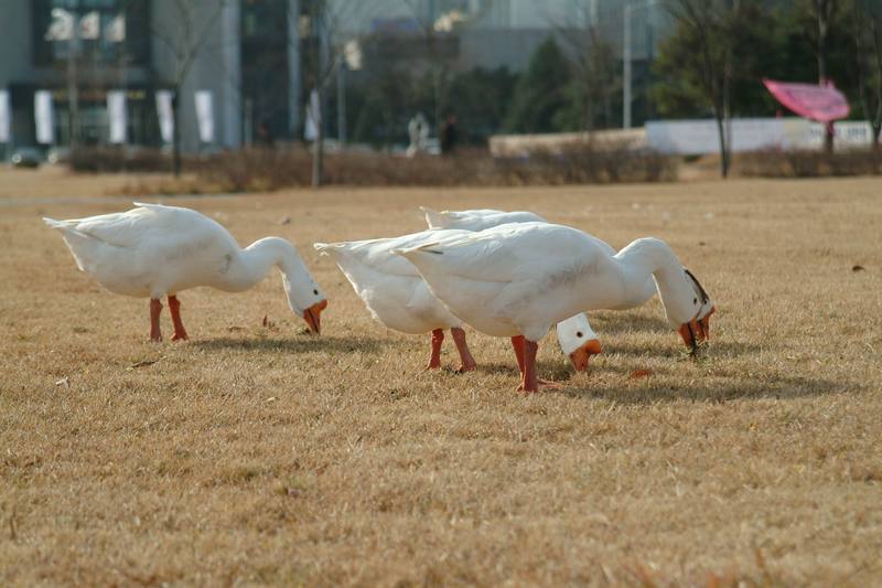 풀씨를 찾아먹고 있는 거위 무리 (Swan Geese); DISPLAY FULL IMAGE.