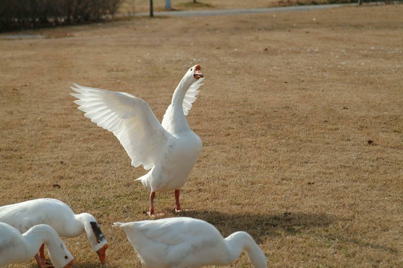 거위의 홰, 중국거위 Anser cygnoides (Swan Goose); DISPLAY FULL IMAGE.