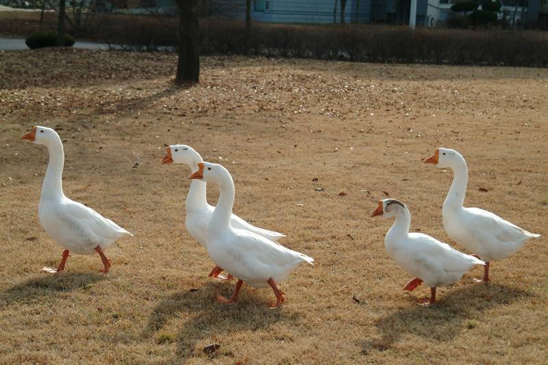 거위 행진, 중국거위 Anser cygnoides (Swan Geese); DISPLAY FULL IMAGE.