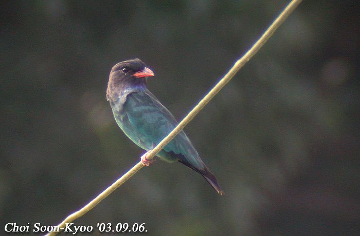 파랑새 Eurystomus orientalis (Broad-billed Roller); Image ONLY