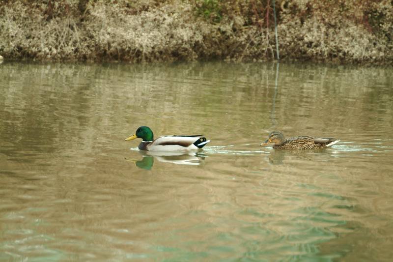 청둥오리 암수한쌍 Anas platyrhynchos (Mallard Ducks); DISPLAY FULL IMAGE.