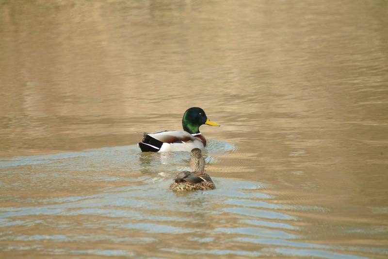 청둥오리 암수한쌍 Anas platyrhynchos (Mallard Ducks); DISPLAY FULL IMAGE.