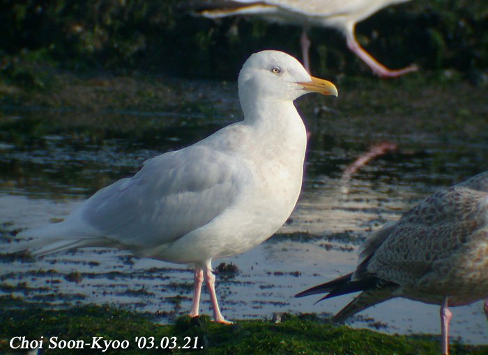 흰갈매기 Larus hyperboreus (Glaucous Gull); Image ONLY