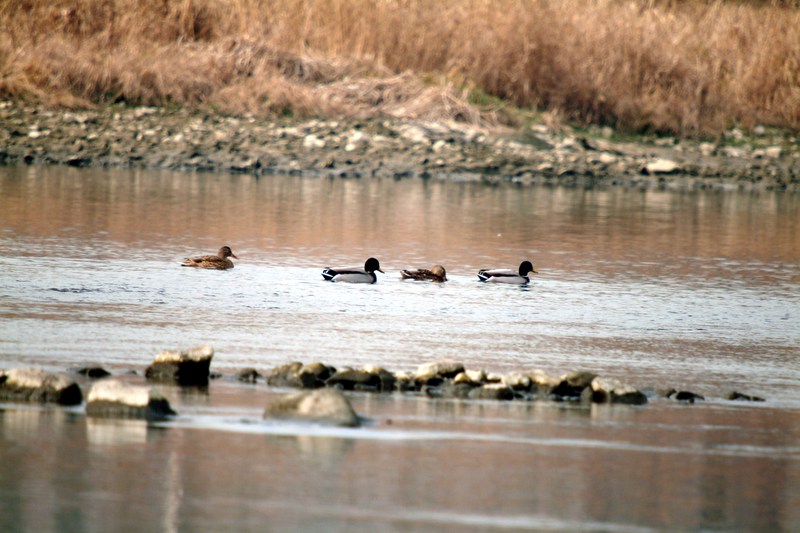 청둥오리 Anas platyrhynchos (Mallard Ducks); DISPLAY FULL IMAGE.