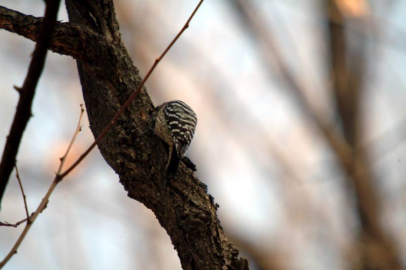 쇠딱다구리 Dendrocopos kizuki ijimae (Japanese Pygmy Woodpecker); DISPLAY FULL IMAGE.