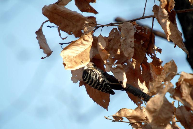쇠딱다구리 Dendrocopos kizuki ijimae (Japanese Pygmy Woodpecker); DISPLAY FULL IMAGE.
