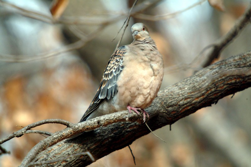 멧비둘기 Streptopelia orientalis (Oriental Turtle Dove); DISPLAY FULL IMAGE.