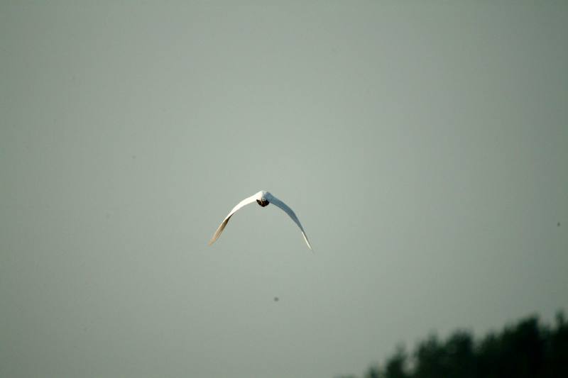 쇠백로 비행 Egretta garzetta garzetta (Little Egret); DISPLAY FULL IMAGE.