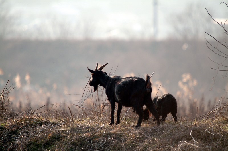 흑염소 모자 Capra hircus (Black Goats); DISPLAY FULL IMAGE.