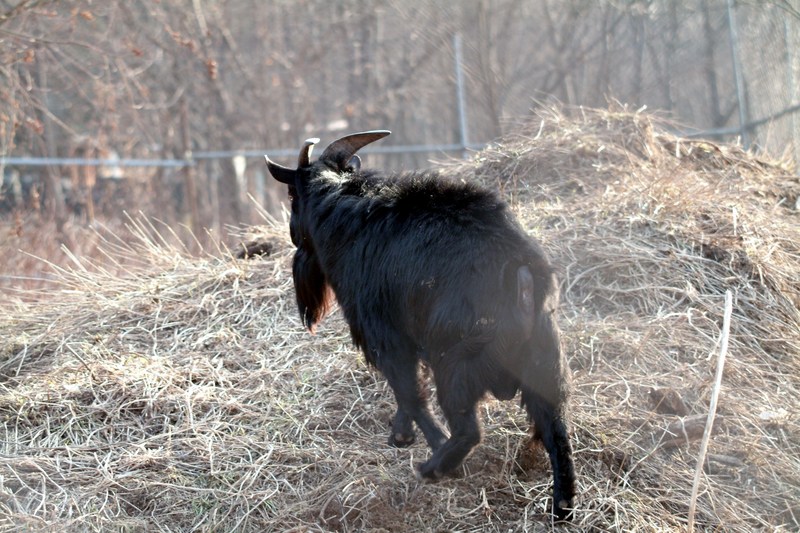 흑염소 수컷 Capra hircus (Black Goat ram); DISPLAY FULL IMAGE.
