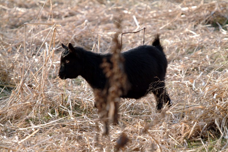 흑염소 새끼 Capra hircus (Black Goat lamb); DISPLAY FULL IMAGE.