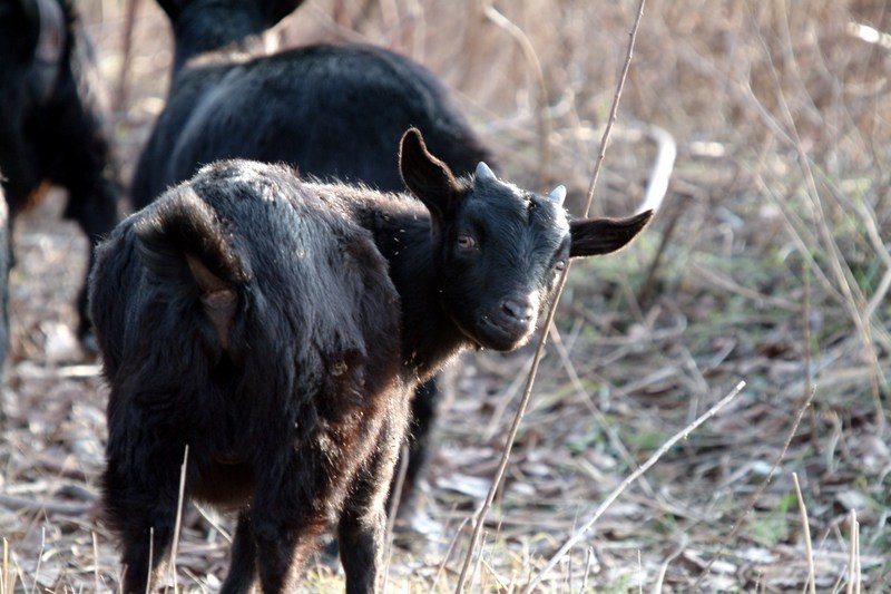 흑염소 새끼 Capra hircus (Black Goat lamb); DISPLAY FULL IMAGE.