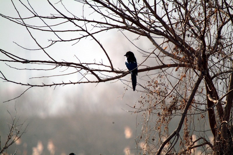 까치 Pica pica (Black-billed Magpie); DISPLAY FULL IMAGE.