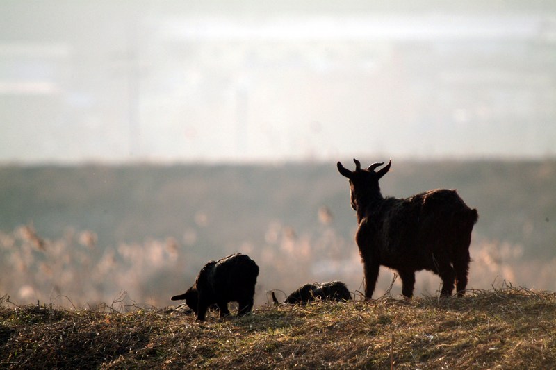 흑염소 모자 Capra hircus (Black Goats); DISPLAY FULL IMAGE.
