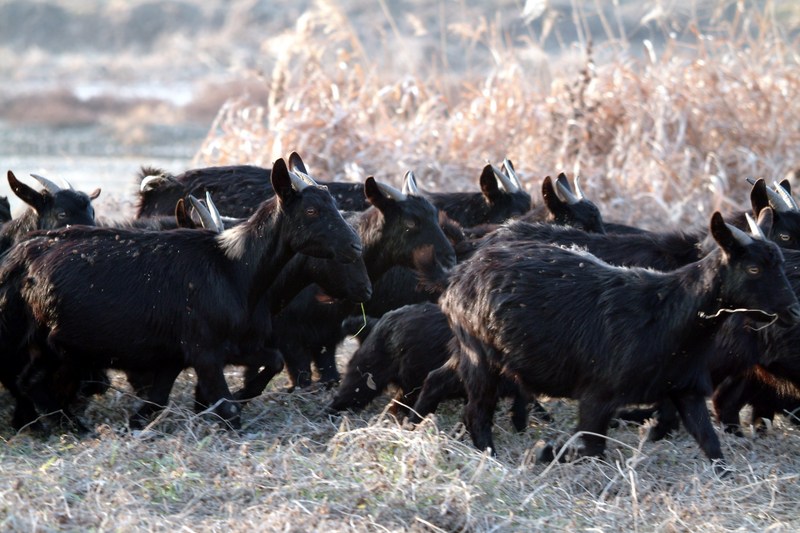 흑염소 무리 Capra hircus (Black Goats); DISPLAY FULL IMAGE.