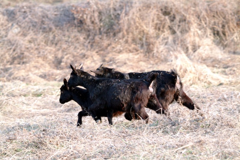 집으로 돌아가는 흑염소 Capra hircus (Black Goats); DISPLAY FULL IMAGE.