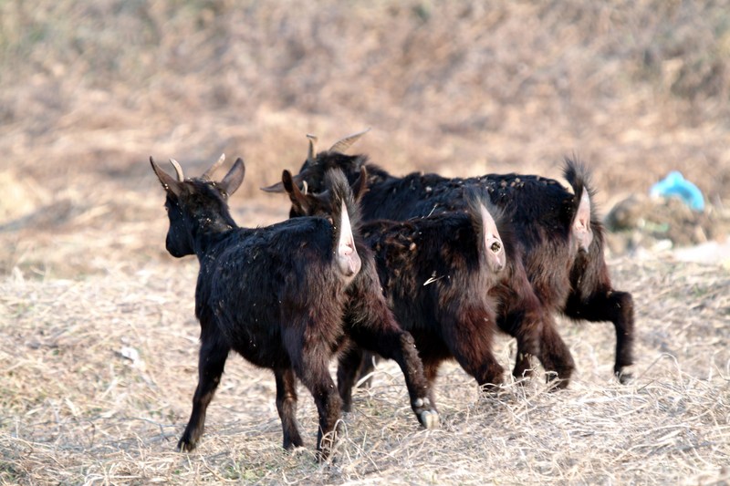 집으로 돌아가는 흑염소 Capra hircus (Black Goats); DISPLAY FULL IMAGE.