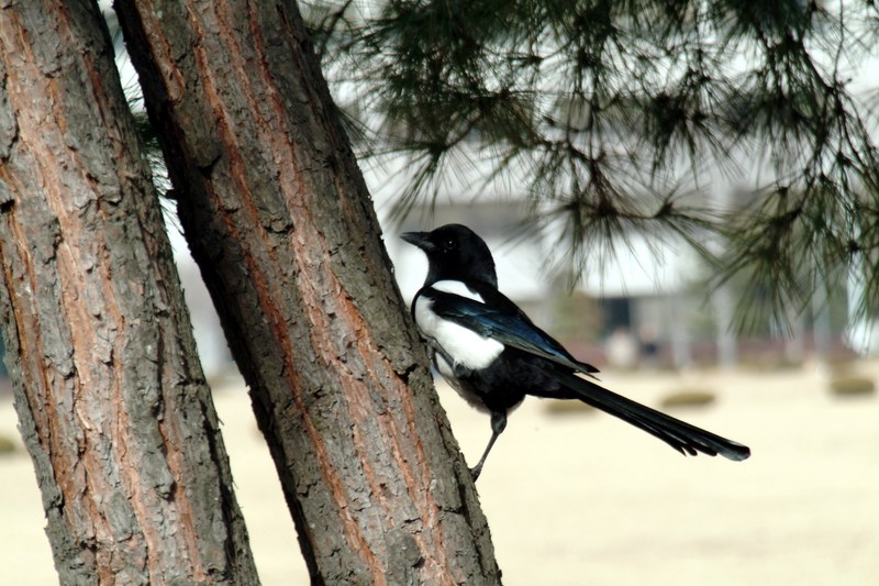 나무타는 까치 Pica pica (Black-billed Magpie); DISPLAY FULL IMAGE.