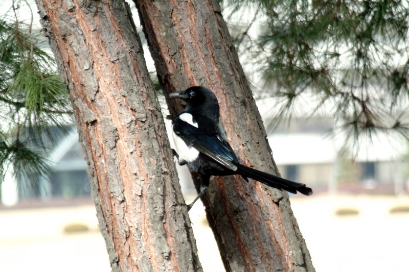 나무타는 까치 Pica pica (Black-billed Magpie); DISPLAY FULL IMAGE.