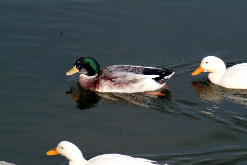 집오리 Anas platyrhynchos domesticus (Domestic Ducks); DISPLAY FULL IMAGE.