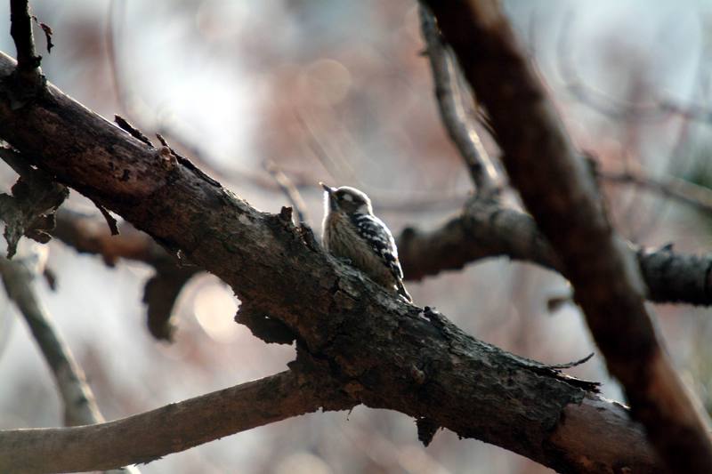 쇠딱다구리 Dendrocopos kizuki (Japanese Pygmy Woodpecker); DISPLAY FULL IMAGE.
