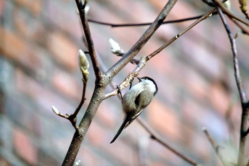 쇠박새 Parus palustris (Marsh Tit); DISPLAY FULL IMAGE.