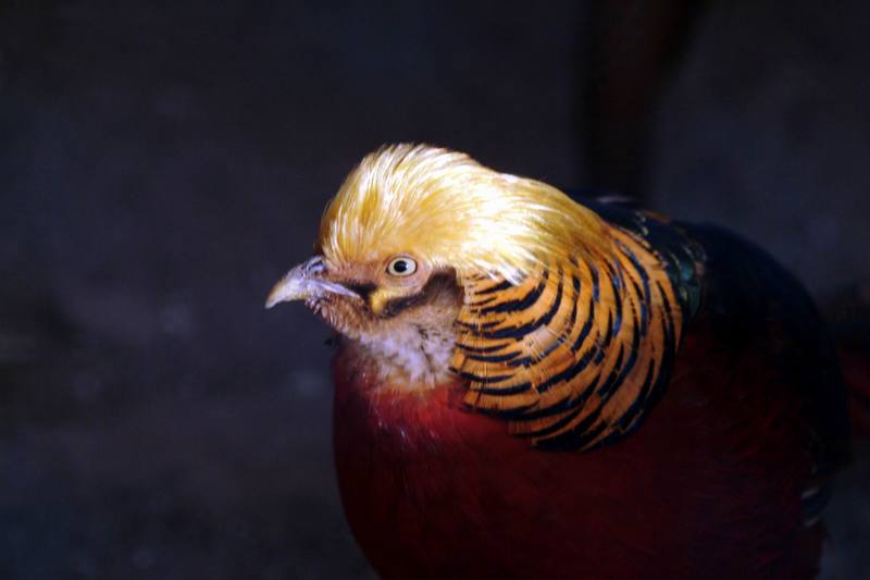 금계(金鷄) Chrysolophus pictus (Golden Pheasant); DISPLAY FULL IMAGE.