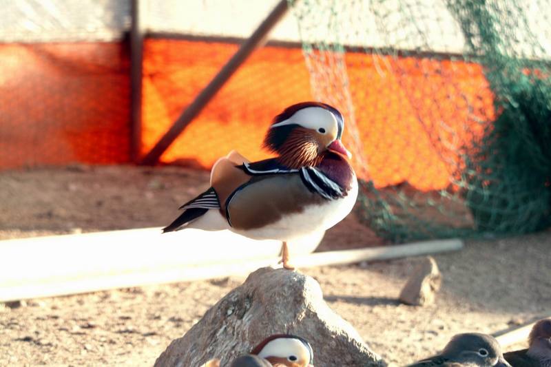 원앙(鴛鴦) Aix galericulata (Mandarin Duck); DISPLAY FULL IMAGE.