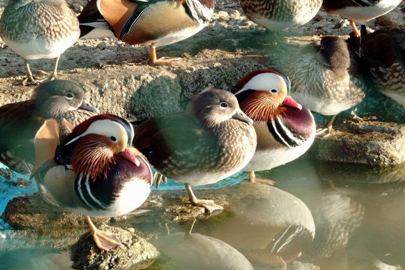 원앙(鴛鴦) Aix galericulata (Mandarin Duck); DISPLAY FULL IMAGE.