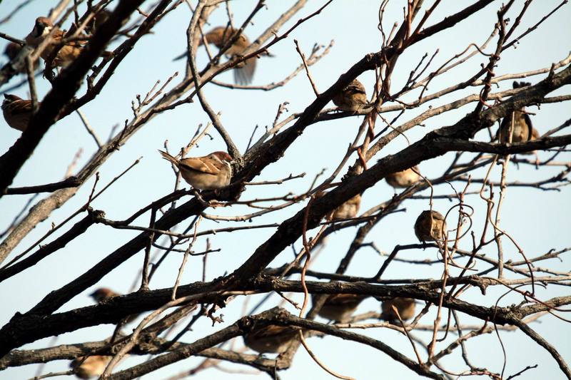 참새떼 Passer montanus (Tree Sparrow); DISPLAY FULL IMAGE.