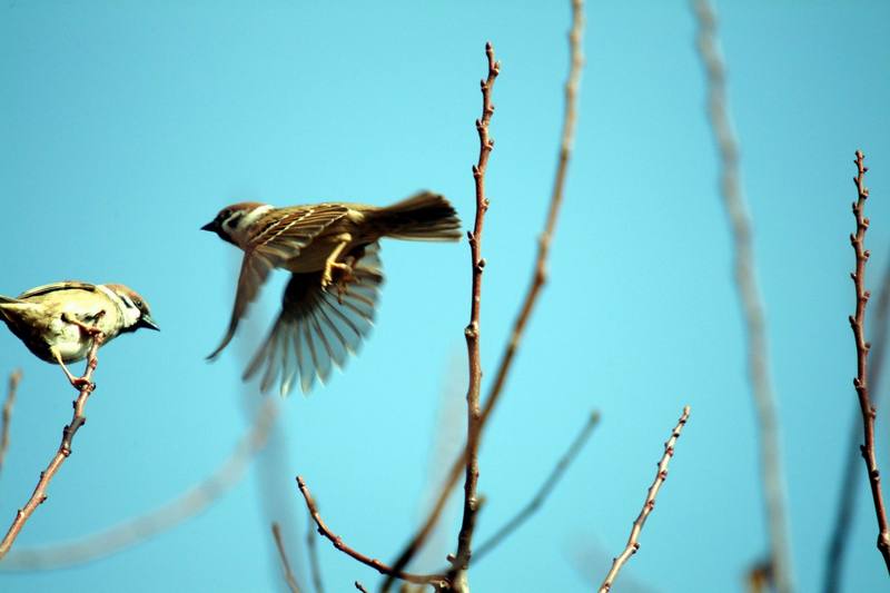 참새의 비상 Passer montanus (Tree Sparrow); DISPLAY FULL IMAGE.