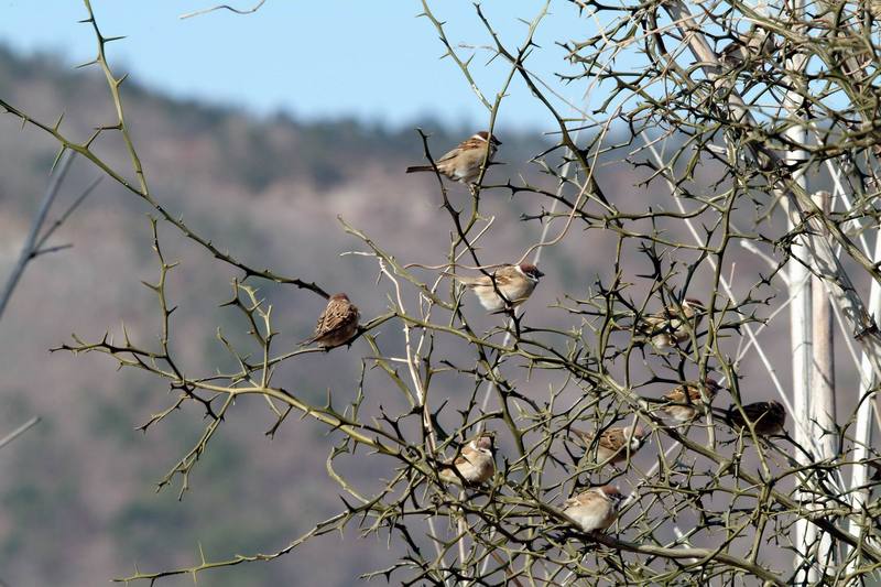 참새떼 Passer montanus (Tree Sparrow); DISPLAY FULL IMAGE.