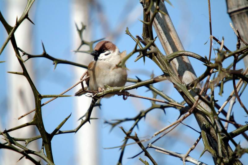 참새 Passer montanus (Tree Sparrow); DISPLAY FULL IMAGE.